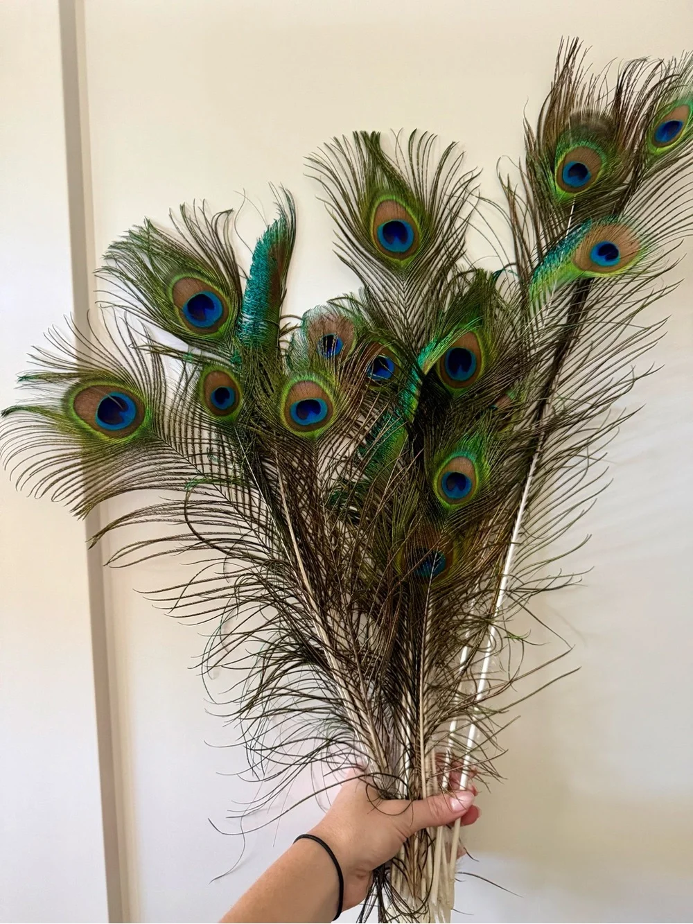 Real Natural Peacock Feathers — Naturally Shed — Hand Collected in California